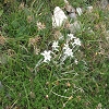 Plants: image 56 Of 131 Thumb